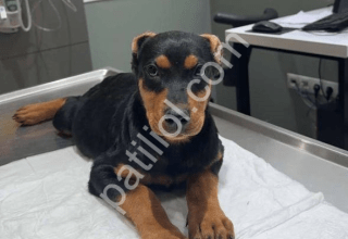 muhteşem görünümlü doberman