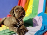 ÇİKOLATA RENK EFSANE GÜZELLİKTE MÜTHİŞ LABRADOR YAVRULAR