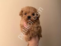 A Kalite Maltipoo Yavrularım
