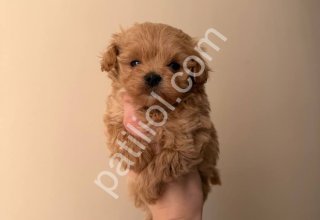 A Kalite Maltipoo Yavrularım