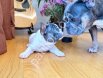 Mavi Beyaz French Bulldog Yavruları