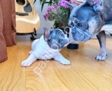 Mavi Beyaz French Bulldog Yavruları