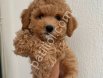 MALTİPOO CİNSİ YAVRULAR