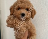MALTİPOO CİNSİ YAVRULAR