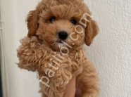 MALTİPOO CİNSİ YAVRULAR