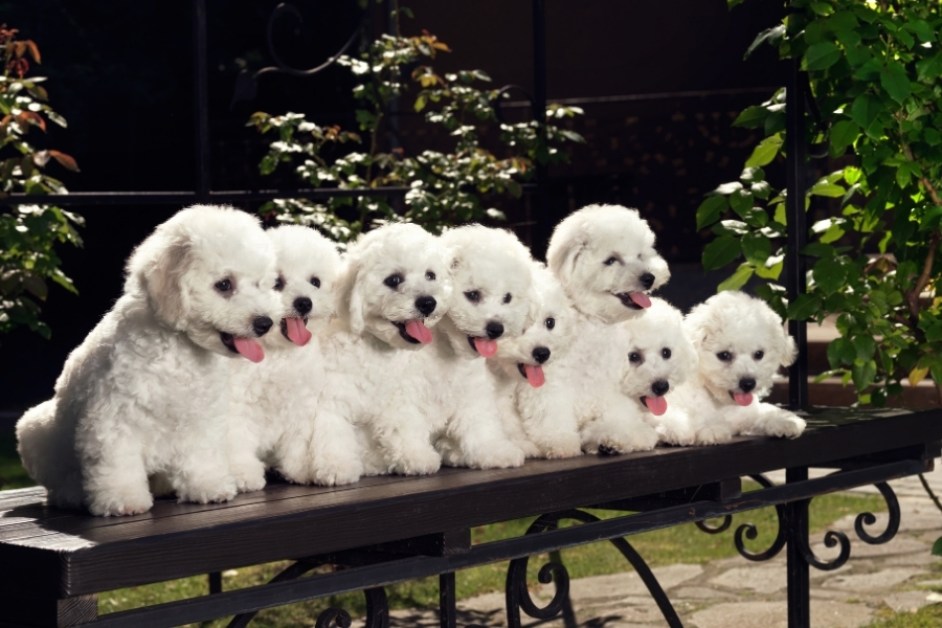 Köpek Sahiplenme Rehberi
