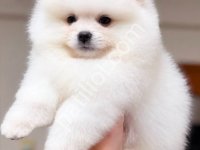 Pomeranian Boo Yavrular
