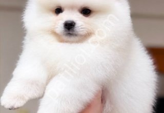 Pomeranian boo yavrular