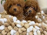 Antalya Toy Poodle Satılık Yavru