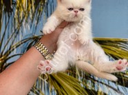 RESMİ İŞLETMEDEN İRAN KEDİLERİ