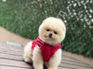Satılık Pomeranian Boo Ankara