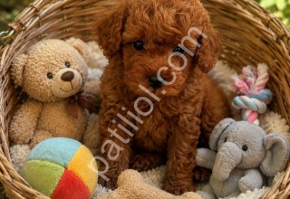 Saf kan ırk toy poodle yavrular