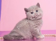 Lilac British Shorthair