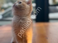 Show Kalite Golden British Shorthair