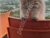 WCF Şecereli British Longhair ​Damızlık Kalitesinde Şecereli British Longhair (B