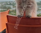 WCF Şecereli British Longhair ​Damızlık Kalitesinde Şecereli British Longhair (B