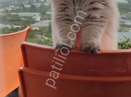 WCF Şecereli British Longhair ​Damızlık Kalitesinde Şecereli British Longhair (B