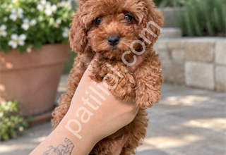AİLENİZİN YENİ ÜYESİ POODLE