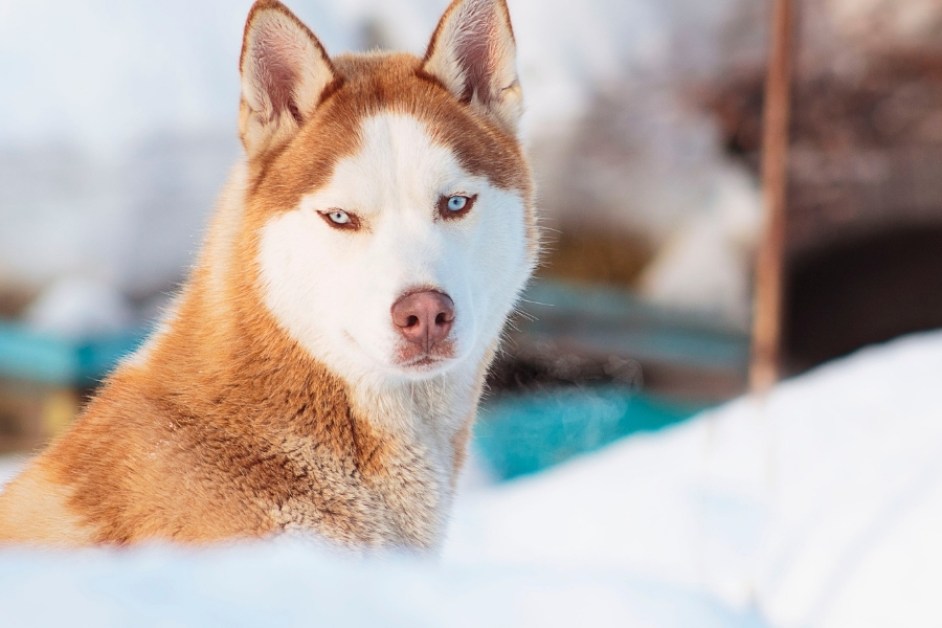 Sibirya Kurdu (Husky) Hakkında Her Şey