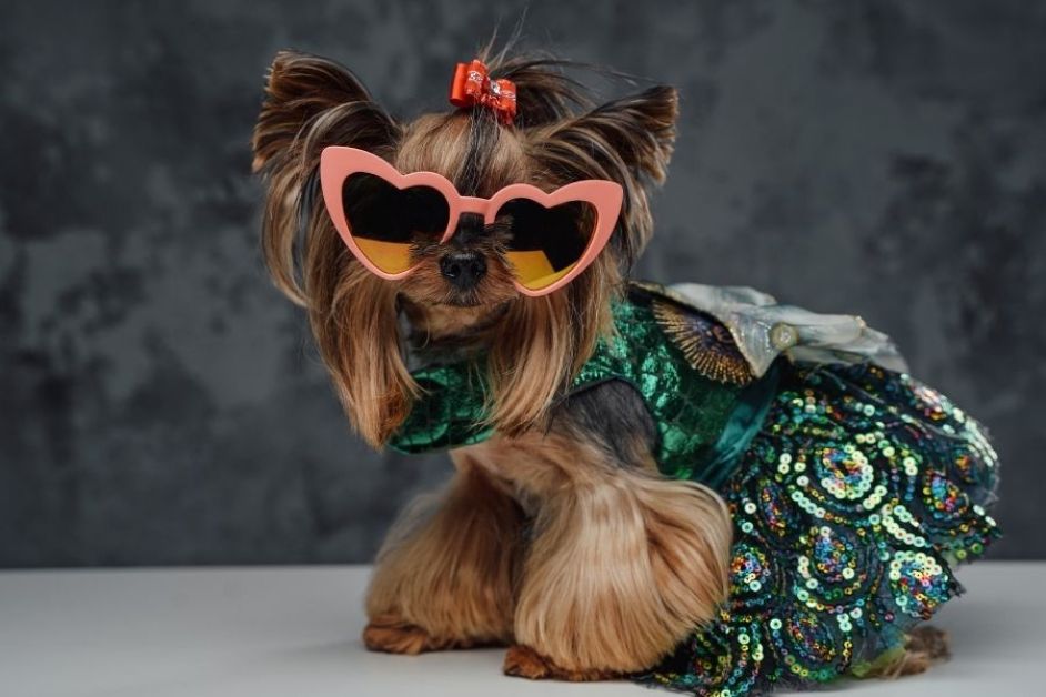 Yorkshire Terrier Hakkında Her Şey