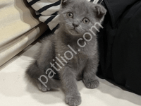 Scottish Fold Cinsi Yavrular