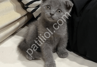 scottish fold cinsi yavrular