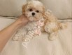Show kalite Maltipoo yavrularım