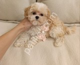 Show kalite Maltipoo yavrularım
