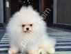 POMERRİAN boo yavrular