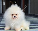 POMERRİAN boo yavrular