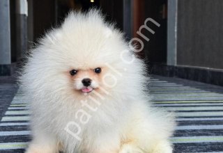 POMERRİAN boo yavrular