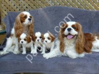 Cavalier King Charles Cinsi Yavrular