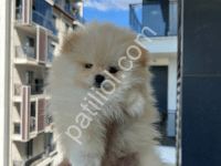 Show Kalite Bembeyaz Tüylü Pomeranian Yavruları