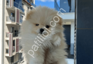 Show kalite bembeyaz tüylü pomeranian yavruları