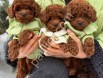 Oyuncak Ayı Surat Toy Poodle Yavrular