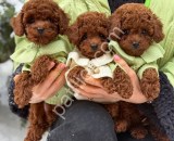 Oyuncak Ayı Surat Toy Poodle Yavrular