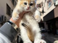 Golden Soft Shorthair Yavrular