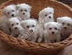 MALTESE TERRİER CİNSİ YAVRULAR