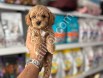 ORJİNAL MALTİPOO YAVRULARI
