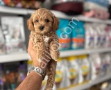 ORJİNAL MALTİPOO YAVRULARI