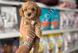 ORJİNAL MALTİPOO YAVRULARI
