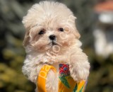 Dizayn Irk Maltıpoo yavrularımız