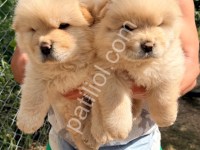 Chow Chow Yavrular