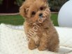 Orijinal Maltipoo Yavru