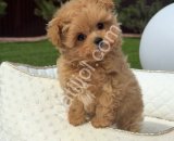 Orijinal Maltipoo Yavru