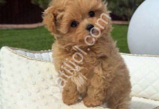 Orijinal Maltipoo Yavru