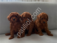 Toy Poddle Bebekler