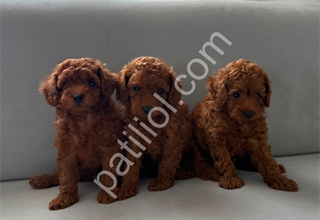 TOY PODDLE BEBEKLER