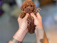 Mini Boy Toy Poodle Yavrular