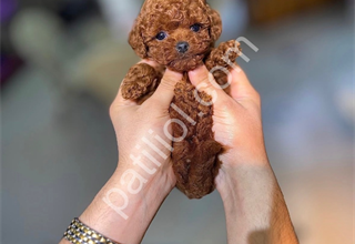 Mini Boy Toy Poodle Yavrular